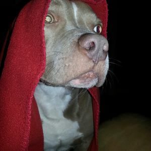 Meet your Posher, Trong